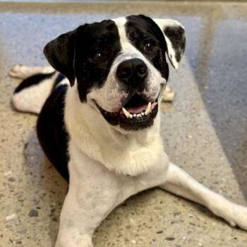 Joe -  American Staffordshire Terrier Dog for Adoption in Bentonville, Arkansas - Joe | PetCurious