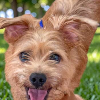 Cookie Monster -  Border Terrier Dog for Adoption - Cookie Monster | PetCurious