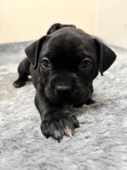 Amberwine -  Mixed Breed Dog for Adoption - Amberwine | PetCurious