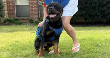 Bruno -  Rottweiler Dog for Adoption in Polk, Ohio - Bruno | PetCurious