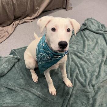 Cookie -  Mixed Breed Dog for Adoption in Canal Winchester, Ohio - Cookie | PetCurious