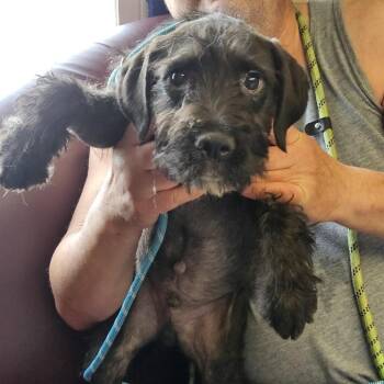 Carl -  Terrier Dog for Adoption - Carl | PetCurious