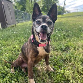 Mixed Breed Dogs Available for Adoption in Cape Girardeau, Missouri - Harley | PetCurious