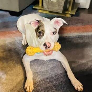 Daffodil -  Catahoula Leopard Dog and Mixed Breed Dog for Adoption in Austin, Texas - Daffodil | PetCurious