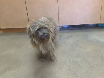 FIZZGIG -  Cairn Terrier and Mixed Breed Dog for Adoption in Sacramento, California - FIZZGIG | PetCurious
