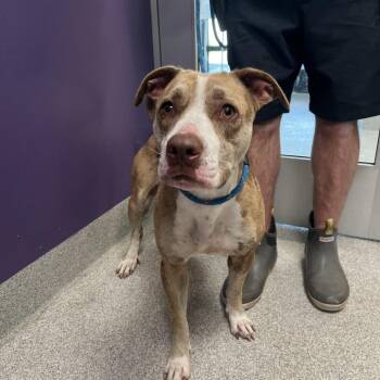 Mixed Breed Dogs Available for Adoption - Star | PetCurious