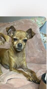 Baby -  Chihuahua and Miniature Pinscher Dog for Adoption in Silsbee, Texas - Baby | PetCurious
