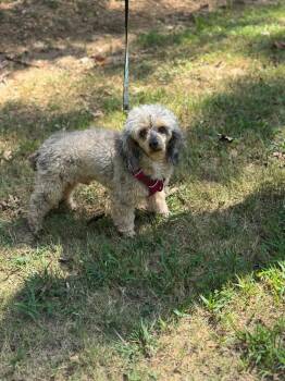 Rescue Miniature Poodle Dogs for Adoption in Grove City, Ohio - Rengo | PetCurious