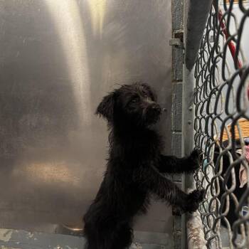 Schnauzer Dogs Available for Adoption - Janelle | PetCurious