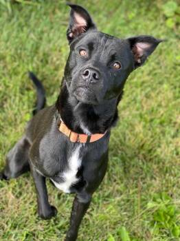 Jasper -  Mixed Breed Dog for Adoption in Decorah, Iowa - Jasper | PetCurious