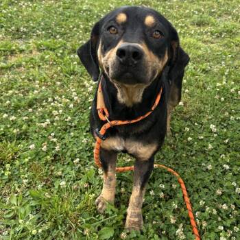 Faline -  Mixed Breed Dog for Adoption in Cape Girardeau, Missouri - Faline | PetCurious