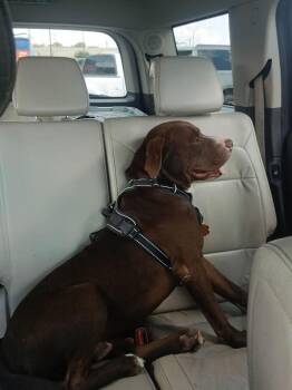 Dozer -  Mixed Breed Dog for Adoption in Chattanooga, Tennessee - Dozer | PetCurious