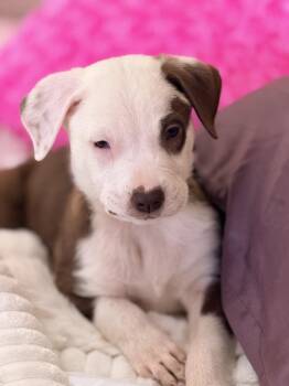 Labrador Retriever and Mixed Breed Dogs Available for Adoption - Java | PetCurious