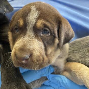 Colita -  Cattle Dog and Mixed Breed Dog for Adoption in San Antonio, Texas - Colita | PetCurious