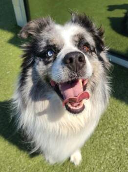 Kenai -  Mixed Breed Dog for Adoption in Wichita, Kansas - Kenai | PetCurious