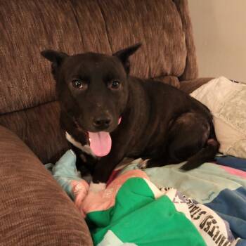 Rescue Mixed Breed Dogs for Adoption in Buffalo, Minnesota - Phoebe | PetCurious