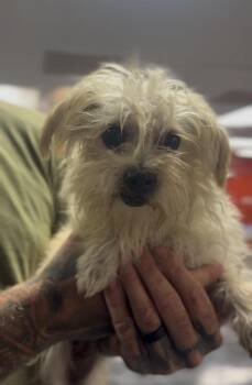 Shirley -  Maltese Dog for Adoption in Ventura, California - Shirley | PetCurious