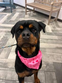 Rescue Rottweiler Dogs for Adoption in Memphis, Tennessee - Maggie | PetCurious
