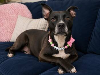 Patsy Sis -  Boston Terrier and American Staffordshire Terrier Dog for Adoption in Houston, Texas - Patsy Sis | PetCurious