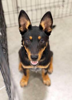 German Shepherd Dog Dogs Available for Adoption - Harbour-Foster Needed | PetCurious