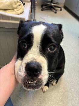 Boxer Dogs Available for Adoption in Bloomington, Indiana - Atzi | PetCurious
