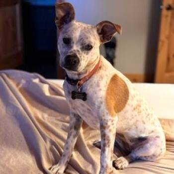 Rescue American Bulldog Dogs for Adoption in Lodi, California - Paige | PetCurious