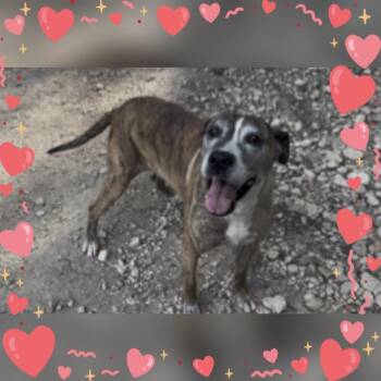 Rescue Pit Bull Terrier and Airedale Terrier Dogs for Adoption in Plano, Texas - Suzy Q | PetCurious