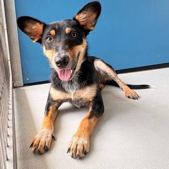 Julep -  Mixed Breed Dog for Adoption in Greenville, South Carolina - Julep | PetCurious