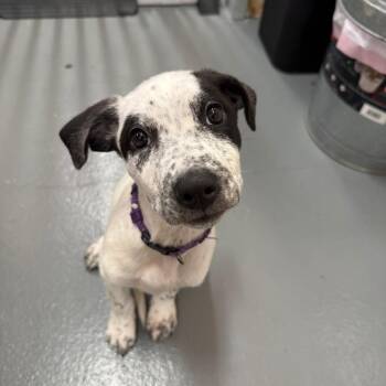 Lark -  Cattle Dog and Mixed Breed Dog for Adoption in Austin, Texas - Lark | PetCurious