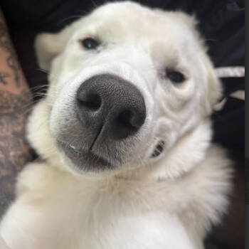 Rescue Labrador Retriever Dogs for Adoption in Buffalo, Minnesota - David | PetCurious