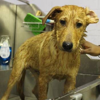 Kenzo -  Mixed Breed Dog for Adoption in Valley, Alabama - Kenzo | PetCurious