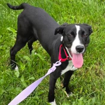 Beagle Dogs Available for Adoption in Columbia, Illinois - Josephine | PetCurious
