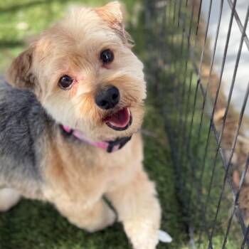 Yorkshire Terrier and Mixed Breed Dogs Available for Adoption in Phoenix, Arizona - Millie | PetCurious