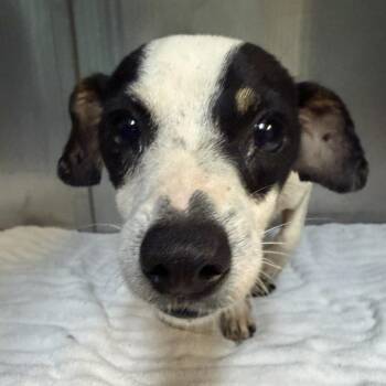 Chihuahua Dogs Available for Adoption in Austin, Texas - Teenie Weenie | PetCurious