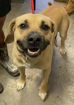 Riot -  Shepherd and Mixed Breed Dog for Adoption in Bowling Green, Kentucky - Riot | PetCurious