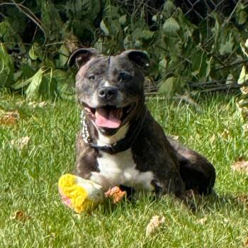 Charlie -  Boxer and Mixed Breed Dog Available for Adoption in Standish, Michigan - Charlie | PetCurious