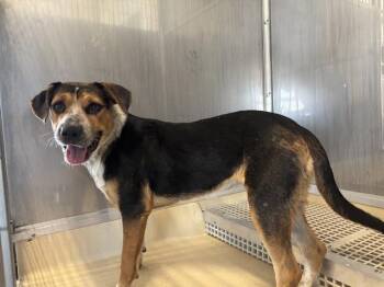 LANNIE -  Foxhound and Mixed Breed Dog for Adoption in Grand Prairie, Texas - LANNIE | PetCurious