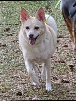 Tytis -  Chihuahua and Fox Terrier Dog for Adoption in Thompson Falls, Montana - Tytis | PetCurious
