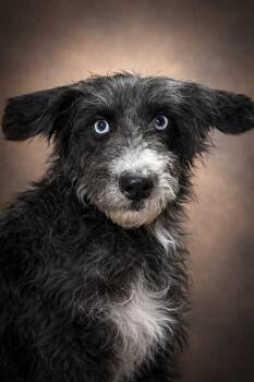 Terrier Dogs Available for Adoption in Crossville, Tennessee - Sissy | PetCurious