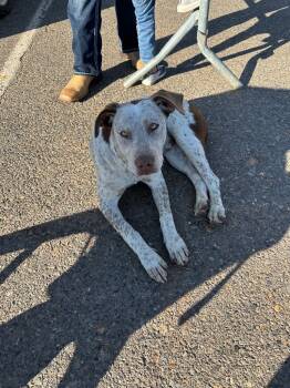 Rescue English Pointer and German Shorthaired Pointer Dogs for Adoption in Bossier City, Louisiana - Asher | PetCurious