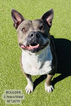 Pit Bull Terrier Dogs Available for Adoption - Boulder | PetCurious