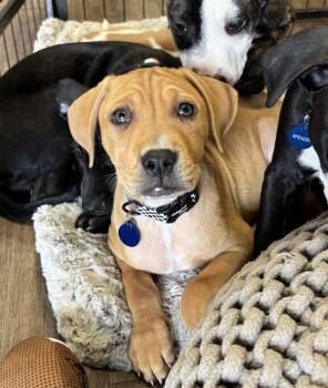 Hound and Terrier Dogs Available for Adoption in Southaven, Mississippi - DEREK | PetCurious