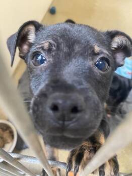Chihuahua and Pit Bull Terrier Dogs Available for Adoption in Vancouver, Washington - Squidward | PetCurious