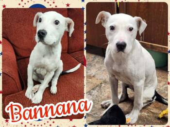 Bannana -  Pit Bull Terrier and Labrador Retriever Dog for Adoption in Ringwood, New Jersey - Bannana | PetCurious