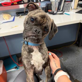Pug and Terrier Dogs Available for Adoption in Saint Joseph, Missouri - Scruffy | PetCurious