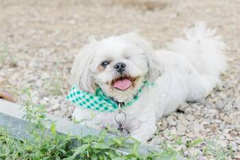 Teddy -  Shih Tzu Dog for Adoption in Newburgh, Indiana - Teddy | PetCurious