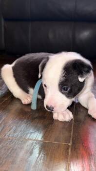 Pit Bull Terrier and Australian Shepherd Dogs Available for Adoption - Asher | PetCurious