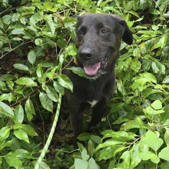 Sherman -  Labrador Retriever Dog for Adoption in Gloucester, Virginia - Sherman | PetCurious