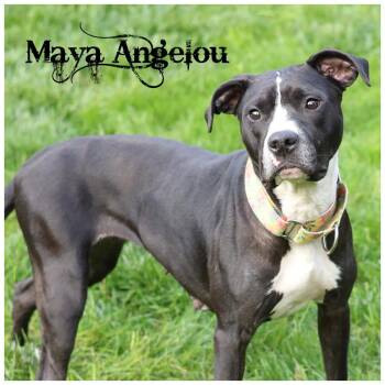 Maya Angelou -  Terrier Dog for Adoption in Sioux Falls, South Dakota - Maya Angelou | PetCurious
