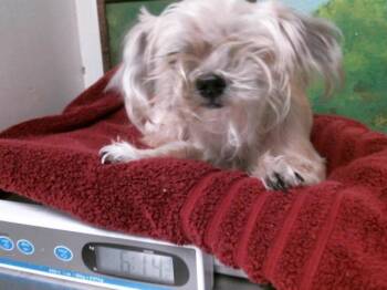 Yorkshire Terrier and Mixed Breed Dogs Available for Adoption - CASANOVA | PetCurious